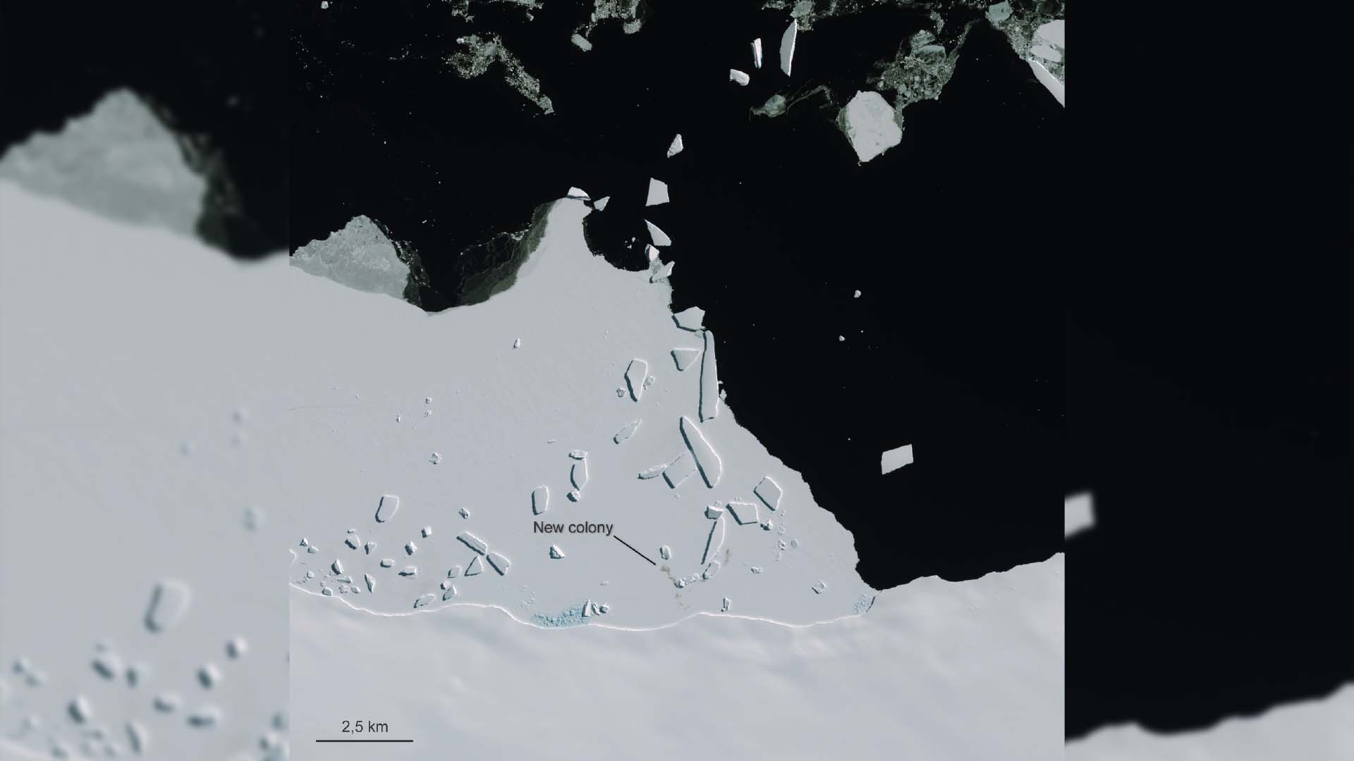 Imágenes de guano y de la nueva colonia creada por los pingüinos gracias a Sentinel-2 Cape Gates Antarctica, Sentinel-2 © ESA